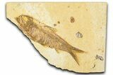 Detailed Fossil Fish (Knightia) - Wyoming #379520-1